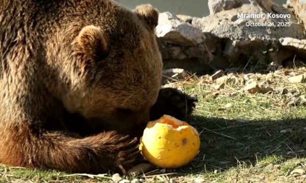 Arinjtë në Mramor të Prishtinës festojnë Halloween’in më herët, i ndjekin mediat ndërkombëtare (Video)