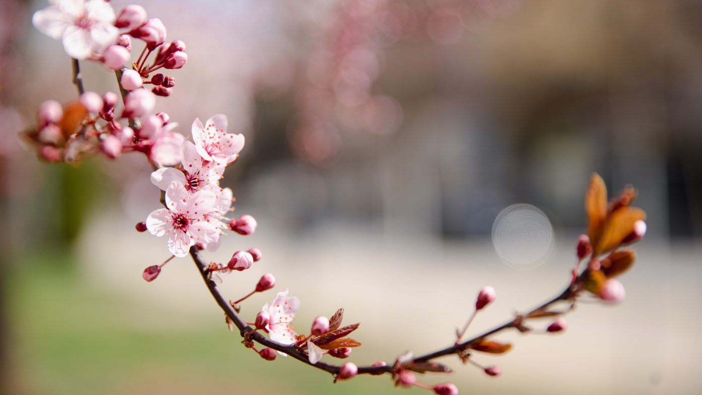 Moti sot në Maqedoninë e Veriut