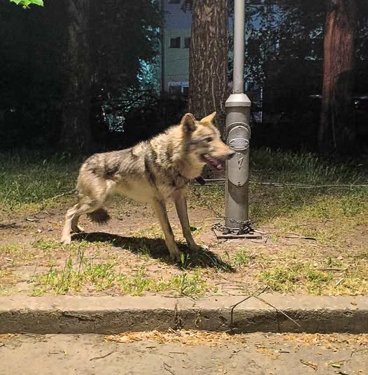 U kap një ujk në lagjen Kozle të Shkupit
