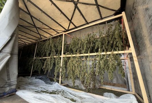 Zbulohet plantacion i madh kanabisi në Lucernë, arrestohen dy shqiptarë